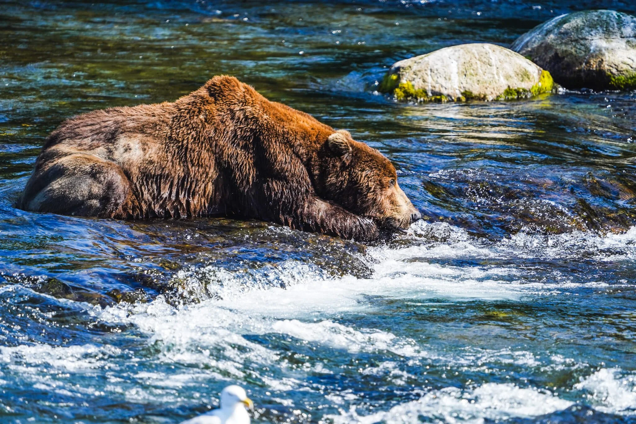 Brooks Falls Alaska Travel Guide | Bear Viewing in Katmai National